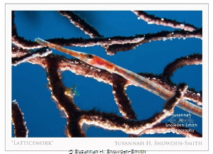 "Latticework"
A juvenile trumpetfish is backlit as it hi... by Susannah H. Snowden-Smith 